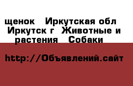 щенок - Иркутская обл., Иркутск г. Животные и растения » Собаки   